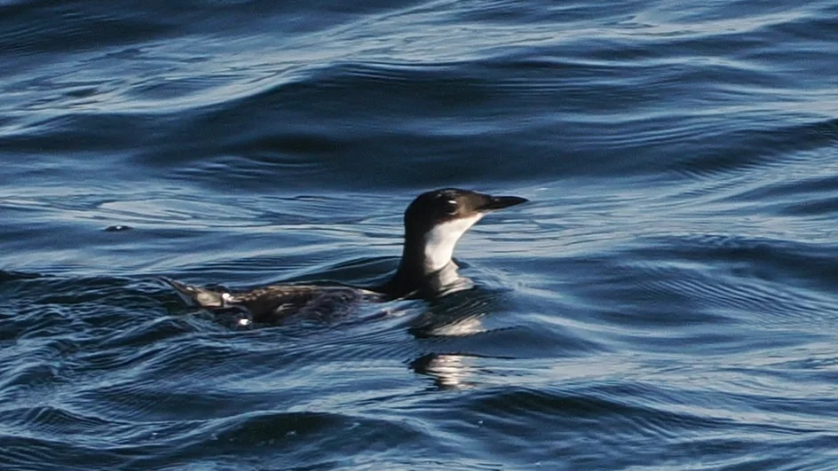 克氏海雀(Synthliboramphus craveri)