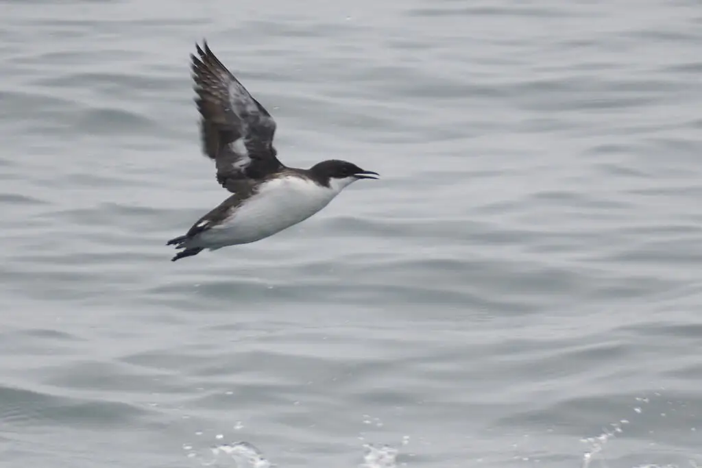 克氏海雀(Synthliboramphus craveri)
