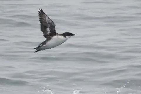 克氏海雀