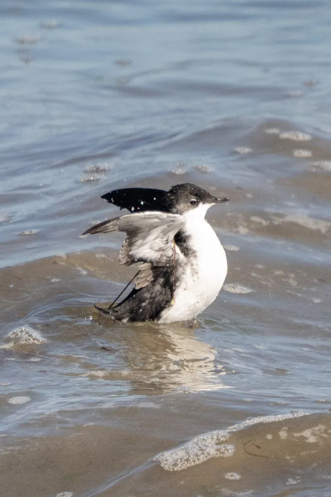 斯氏海雀(Synthliboramphus scrippsi)