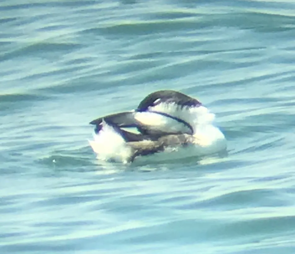 斯氏海雀(Synthliboramphus scrippsi)