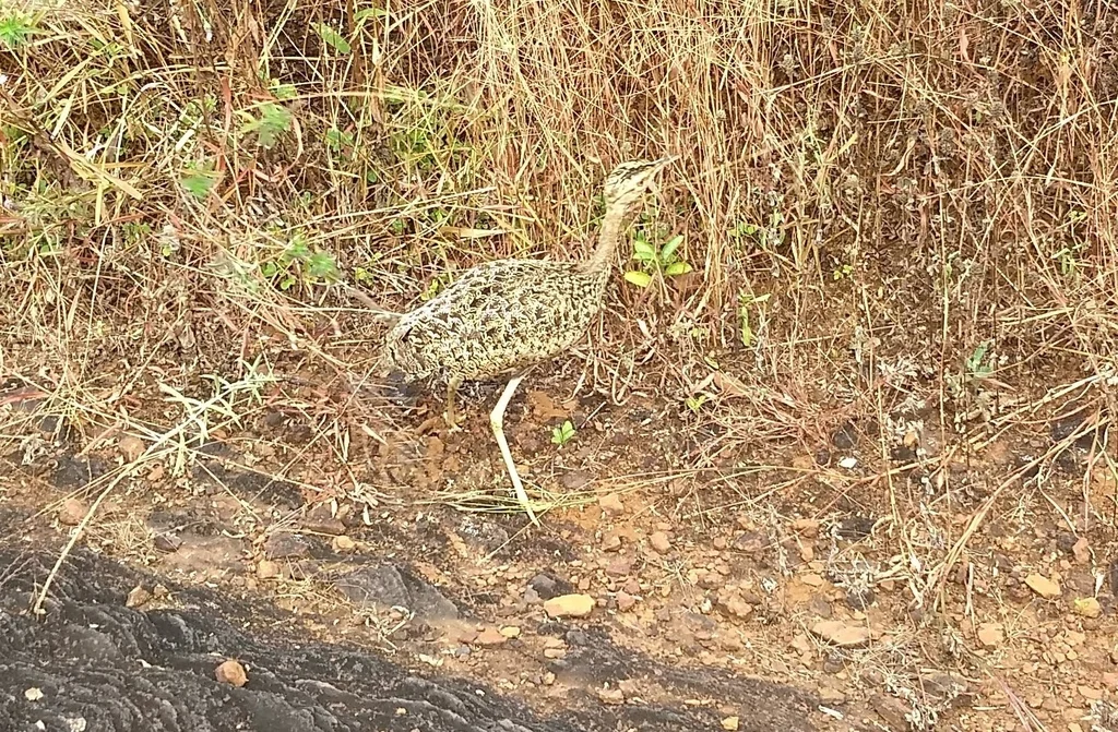 凤头鸨(Sypheotides indicus)