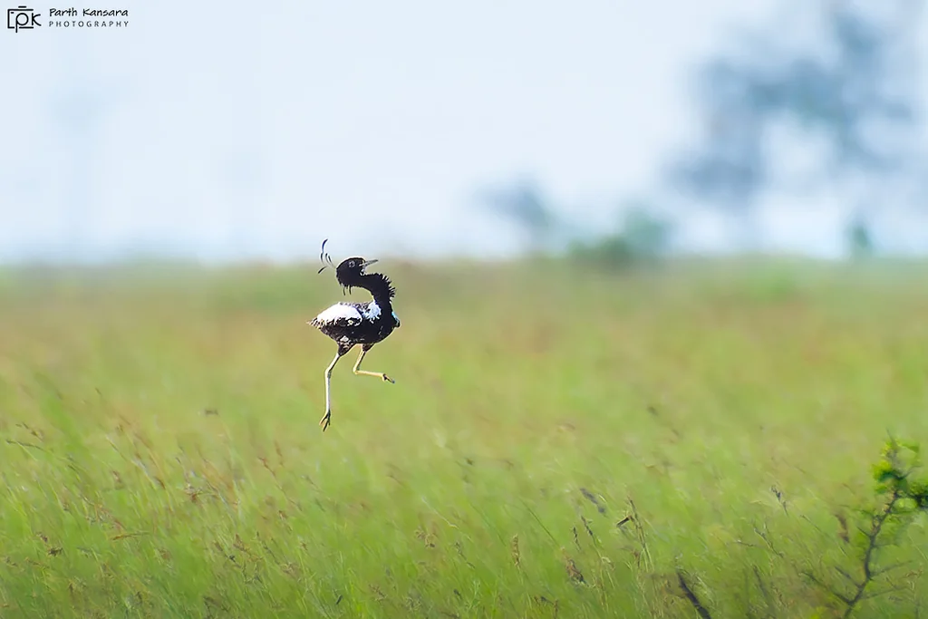 凤头鸨(Sypheotides indicus)