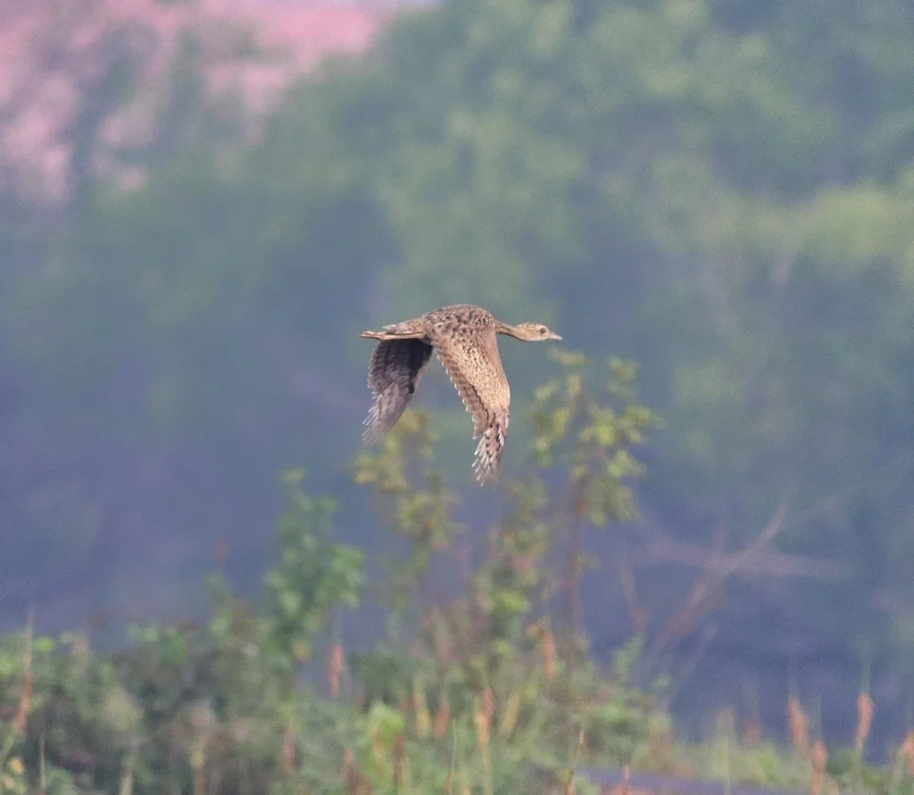 凤头鸨(Sypheotides indicus)