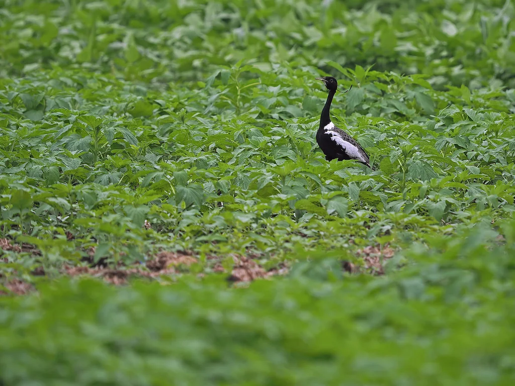 凤头鸨(Sypheotides indicus)