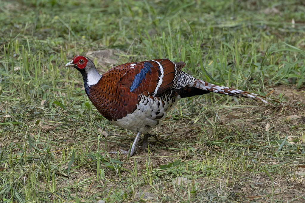 白颈长尾雉(Syrmaticus ellioti)