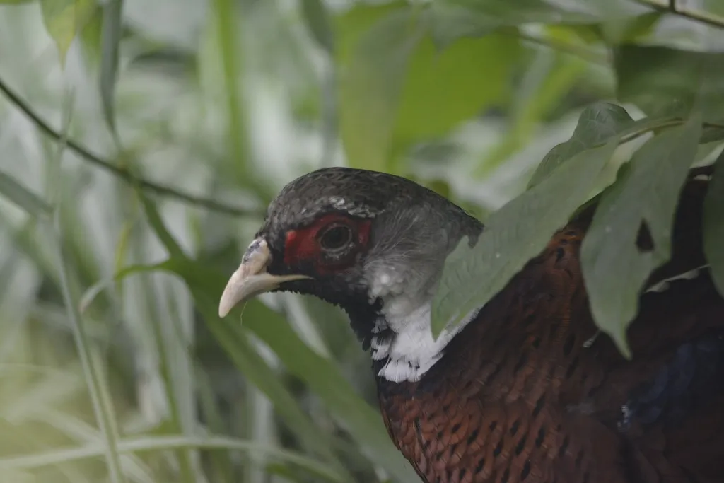 白颈长尾雉(Syrmaticus ellioti)