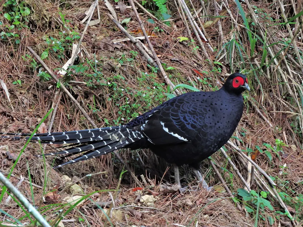 黑长尾雉(Syrmaticus mikado)