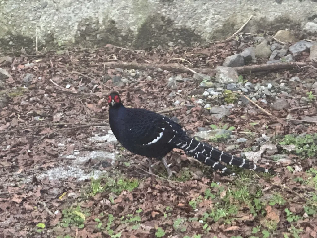 黑长尾雉(Syrmaticus mikado)