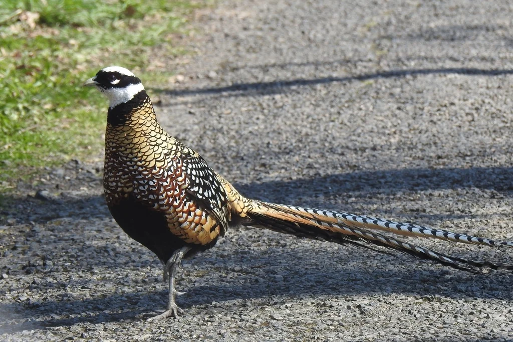 白冠长尾雉(Syrmaticus reevesii)