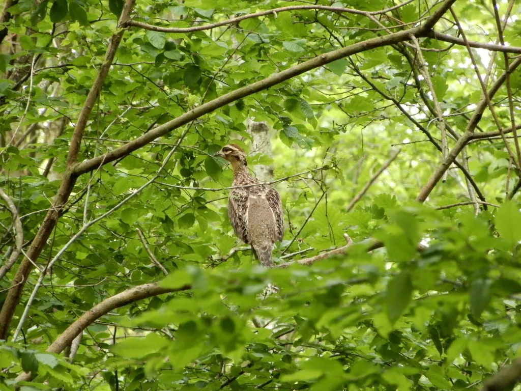 白冠长尾雉(Syrmaticus reevesii)