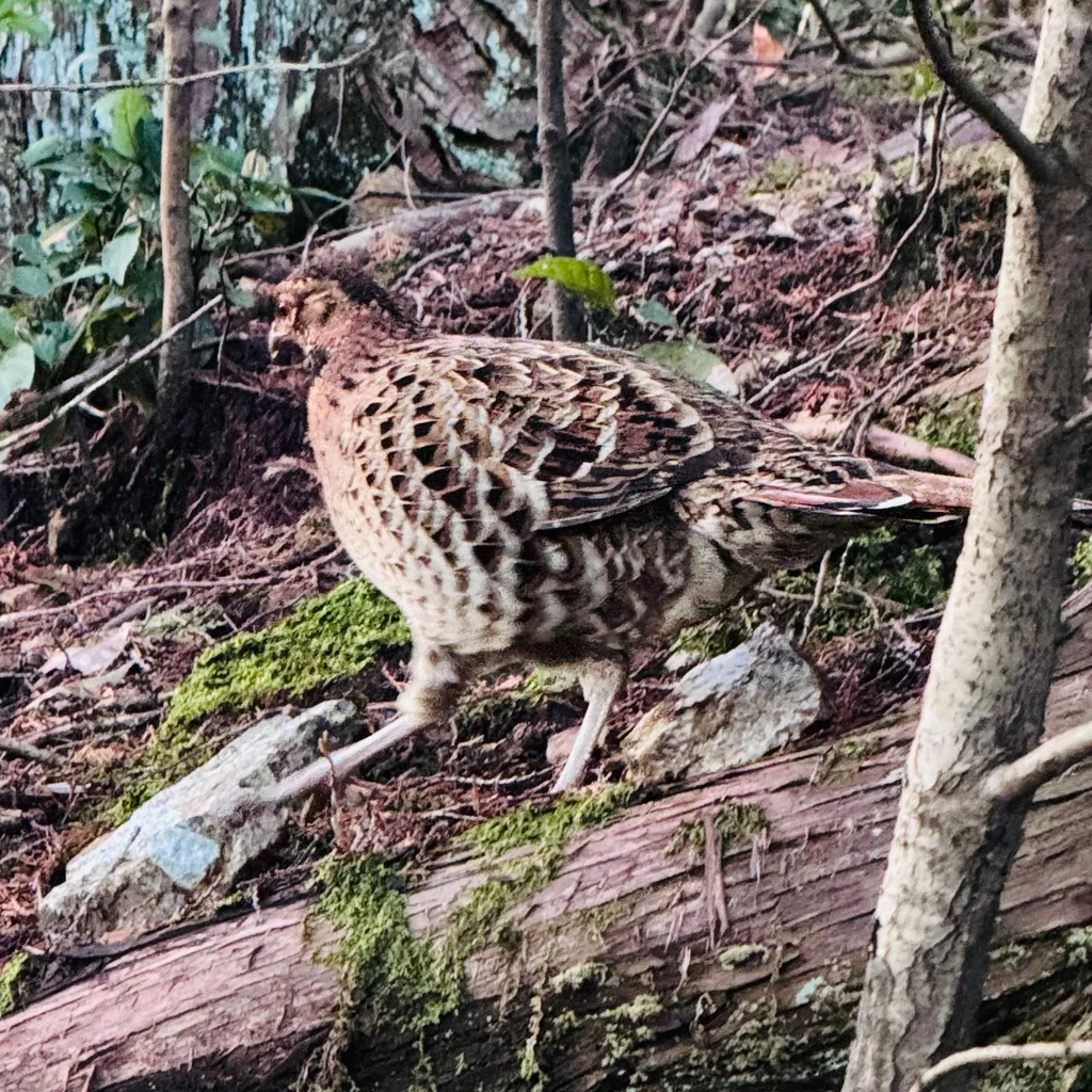 铜长尾雉(Syrmaticus soemmerringii)