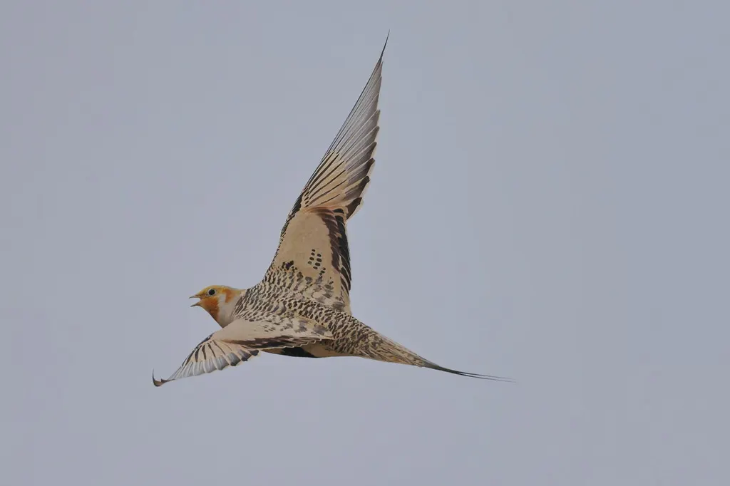 毛腿沙鸡(Syrrhaptes paradoxus)