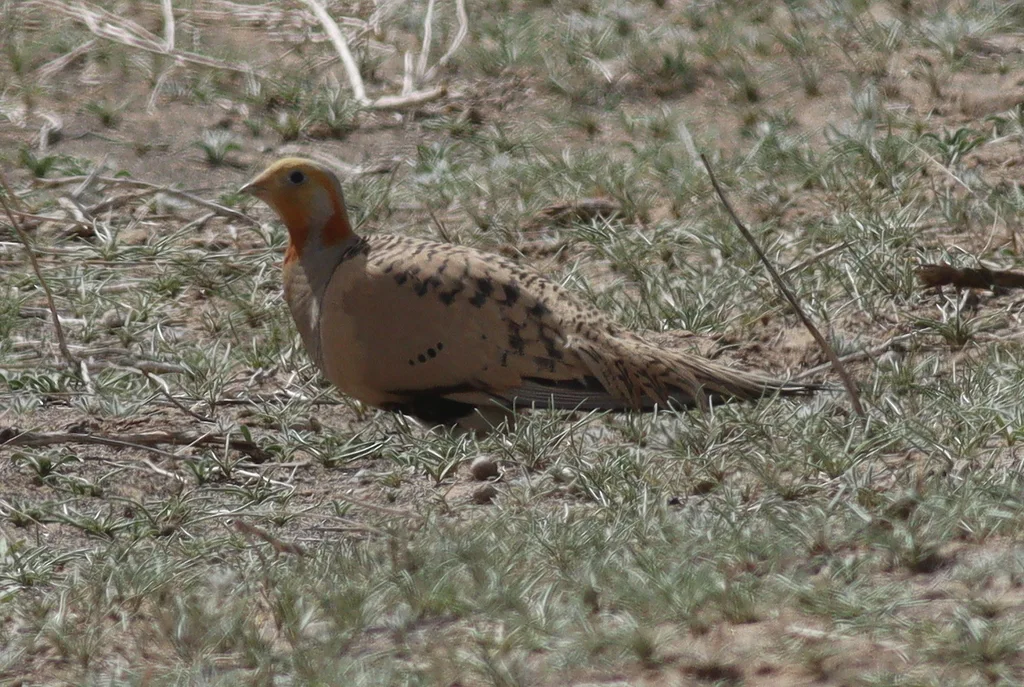 毛腿沙鸡(Syrrhaptes paradoxus)