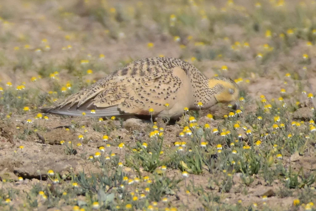 毛腿沙鸡(Syrrhaptes paradoxus)