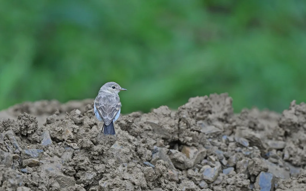 小地霸鹟(Syrtidicola fluviatilis)