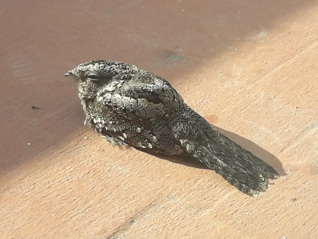 斑翅夜鹰（Systellura longirostris）