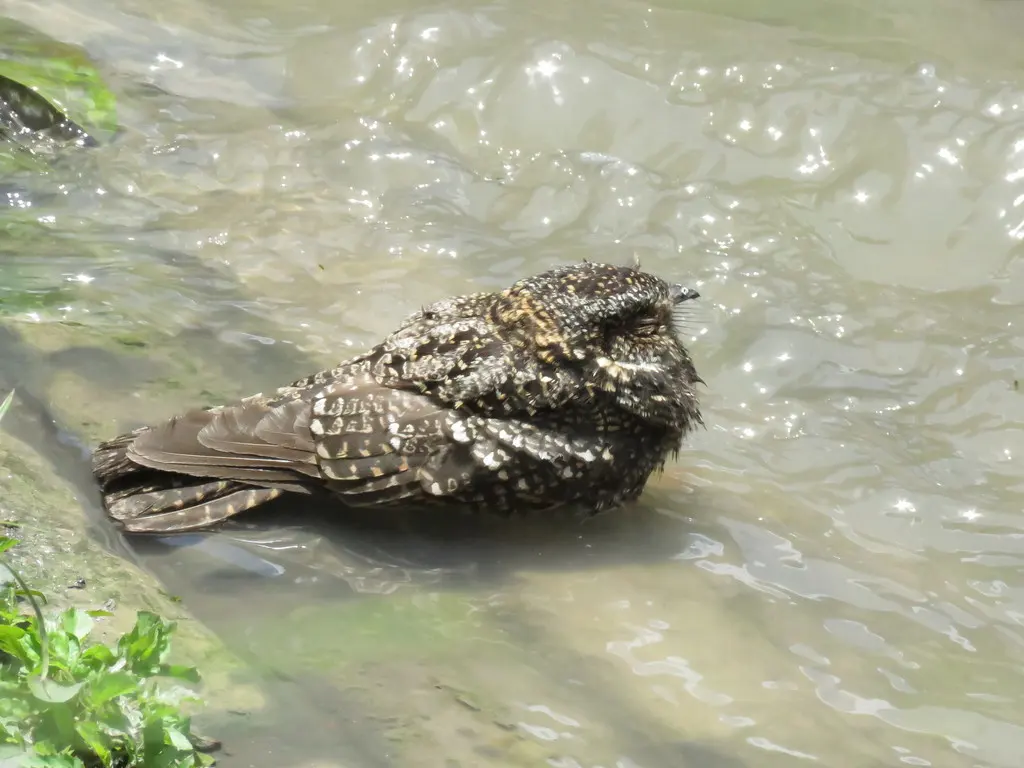 斑翅夜鹰（Systellura longirostris）
