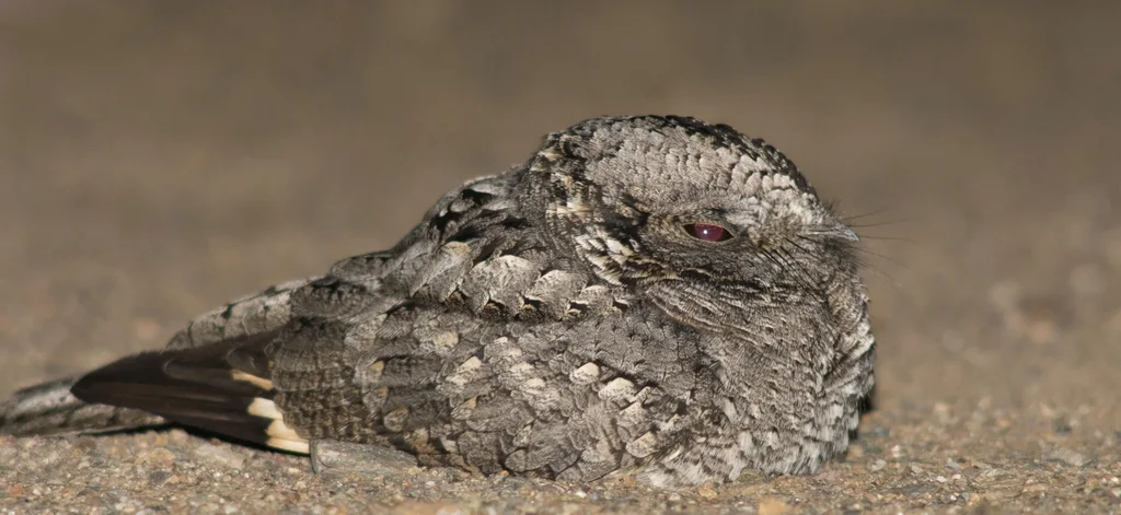 斑翅夜鹰（Systellura longirostris）