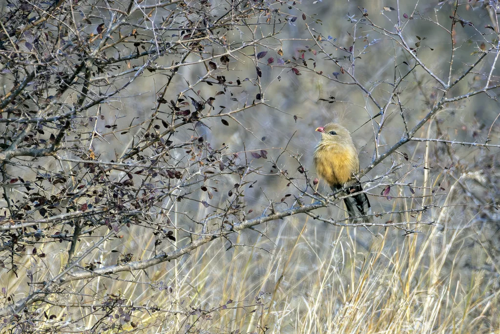 短嘴地鹃(Taccocua leschenaultii)