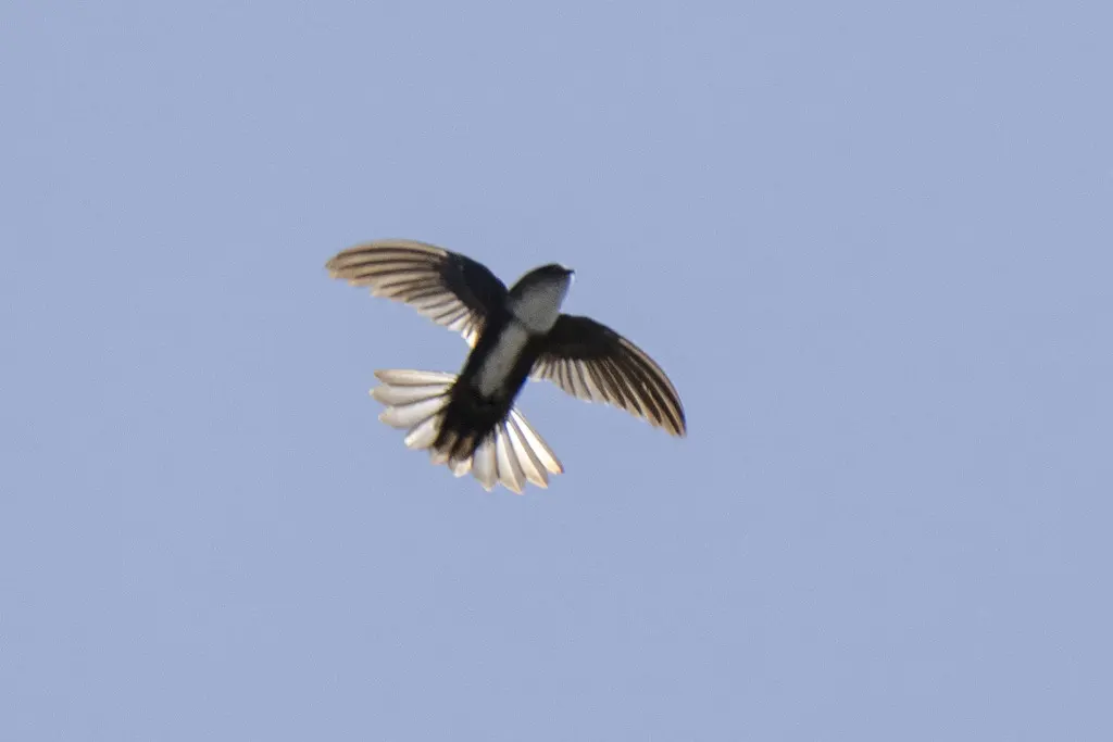西印棕雨燕(Tachornis phoenicobia)