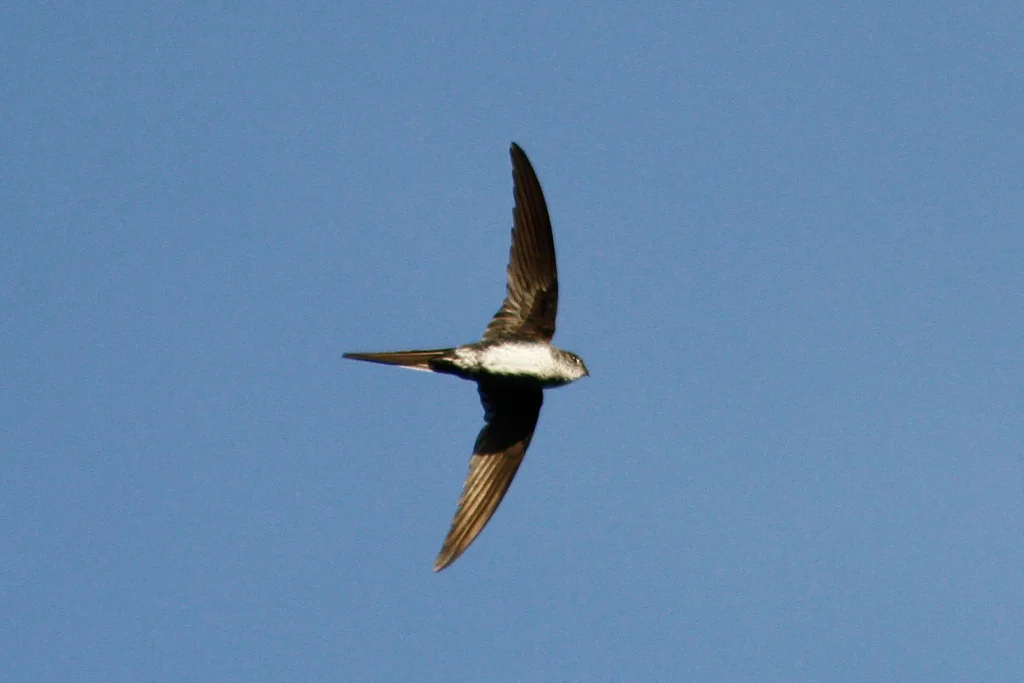 叉尾棕雨燕(Tachornis squamata)