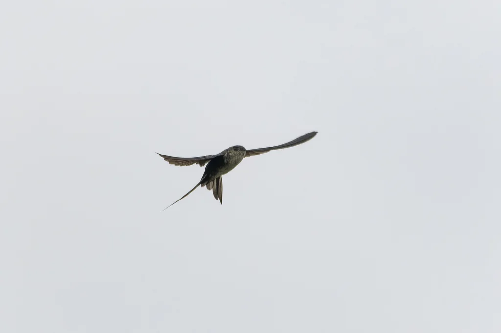 叉尾棕雨燕(Tachornis squamata)