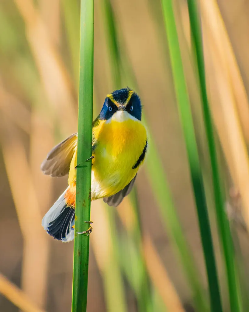 多色苇霸鹟(Tachuris rubrigastra)