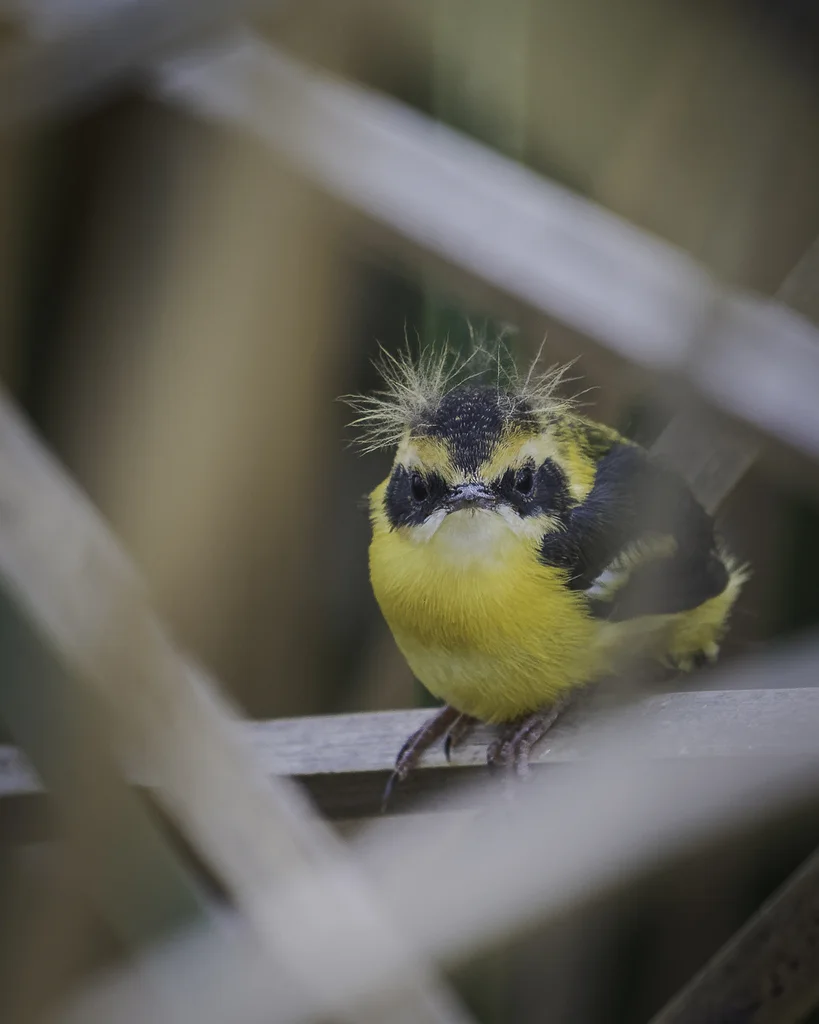 多色苇霸鹟(Tachuris rubrigastra)