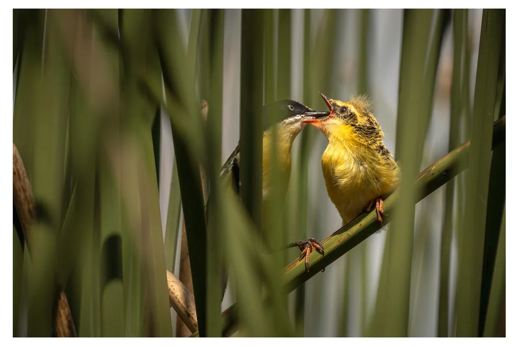 多色苇霸鹟(Tachuris rubrigastra)