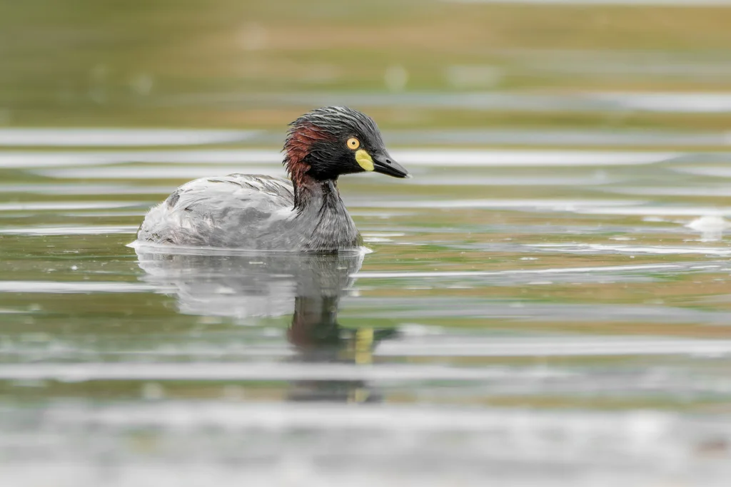 黑喉小䴙䴘(Tachybaptus novaehollandiae)