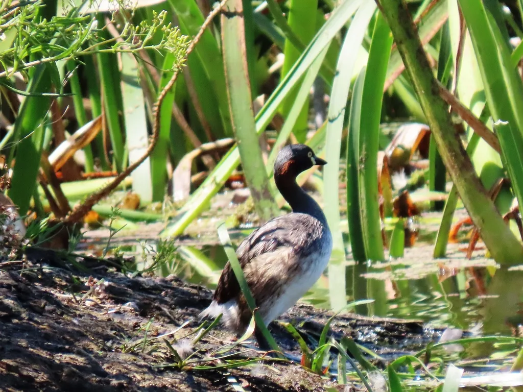 黑喉小䴙䴘(Tachybaptus novaehollandiae)