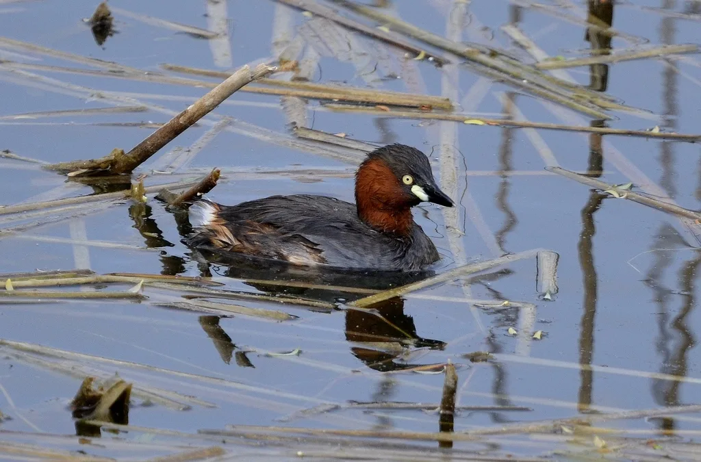 小䴙䴘(Tachybaptus ruficollis)