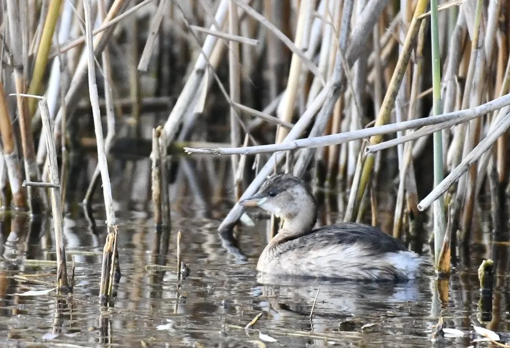 小䴙䴘(Tachybaptus ruficollis)