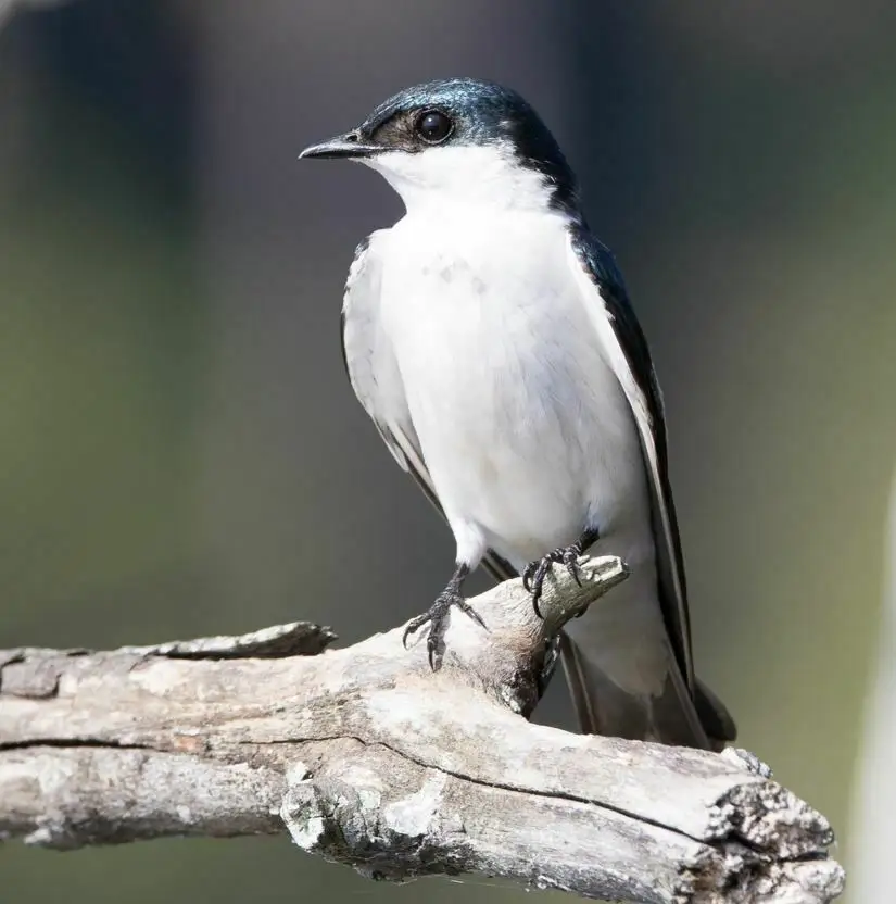 白翅树燕(Tachycineta albiventer)