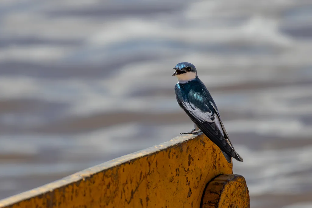 白翅树燕(Tachycineta albiventer)