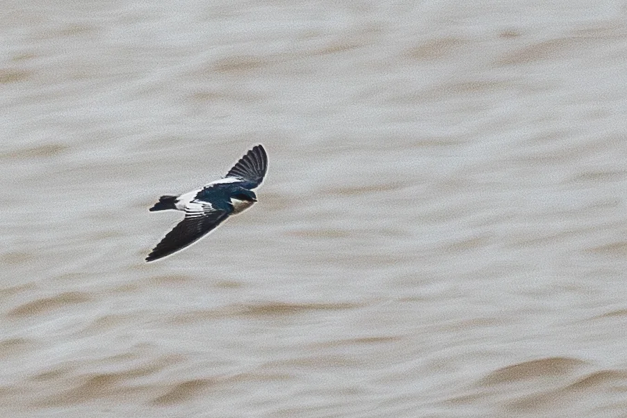 白翅树燕(Tachycineta albiventer)