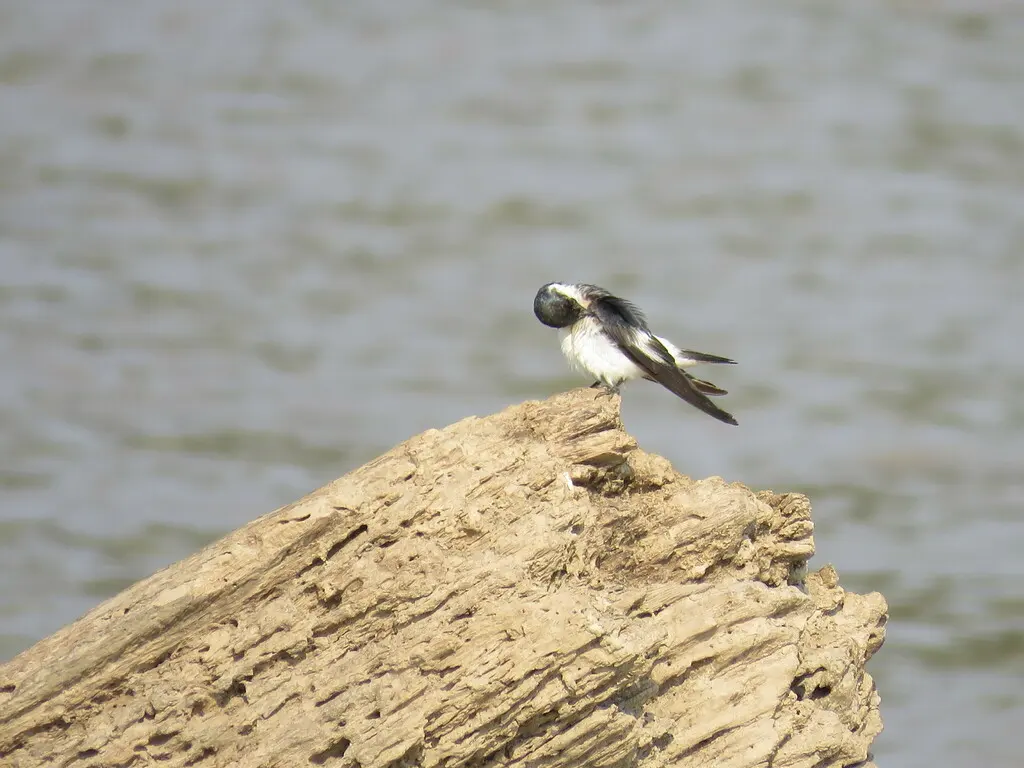 白翅树燕(Tachycineta albiventer)