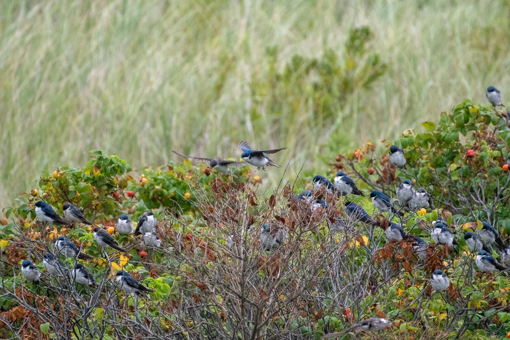 双色树燕(Tachycineta bicolor)