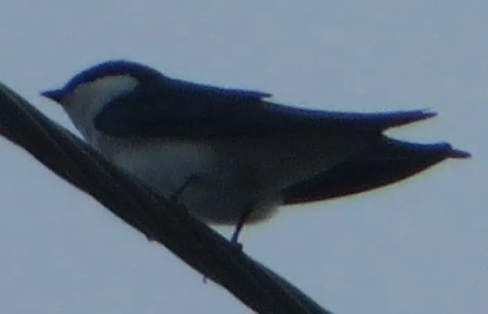 巴哈马树燕(Tachycineta cyaneoviridis)