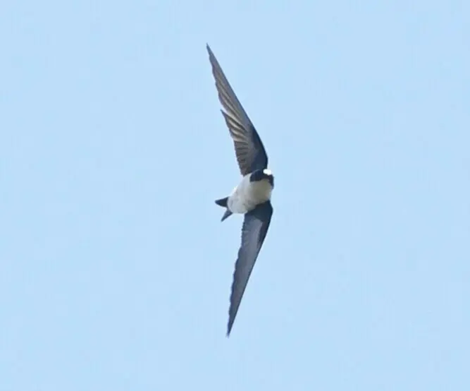 金色树燕(Tachycineta euchrysea)