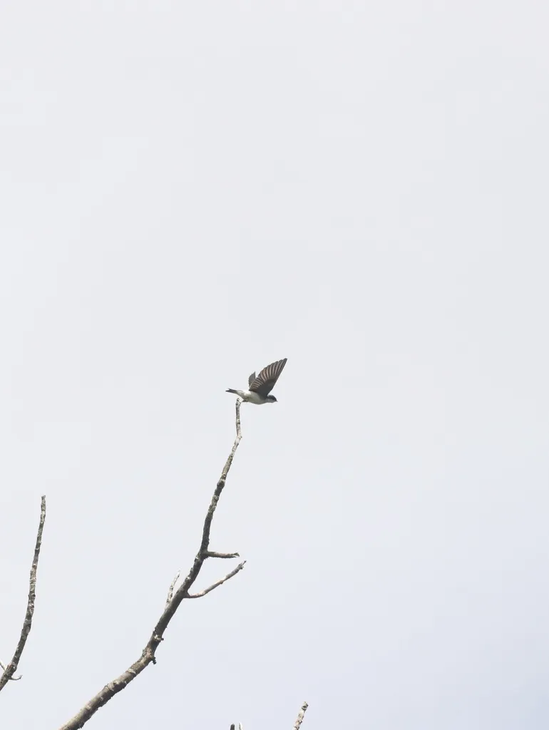 白臀树燕(Tachycineta leucopyga)