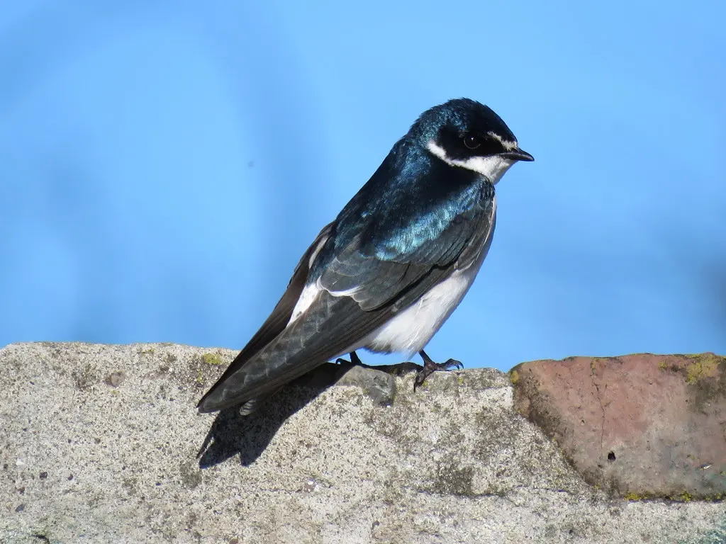 白腰树燕(Tachycineta leucorrhoa)