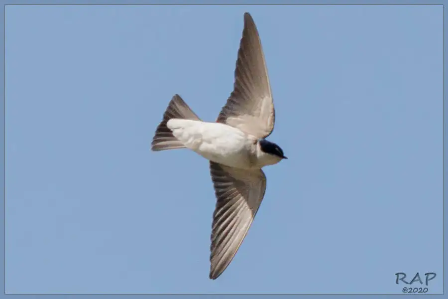 白腰树燕(Tachycineta leucorrhoa)