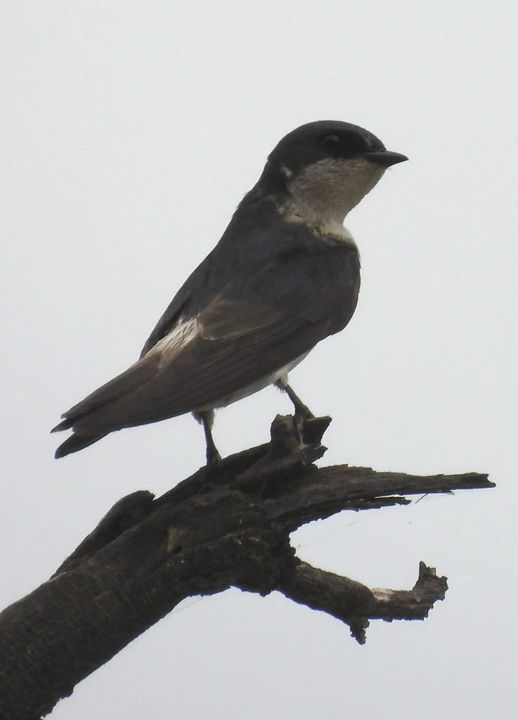 秘鲁树燕(Tachycineta stolzmanni)