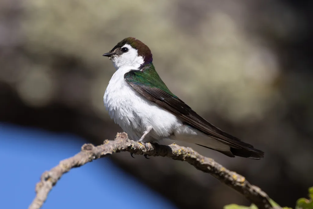 紫绿树燕(Tachycineta thalassina)