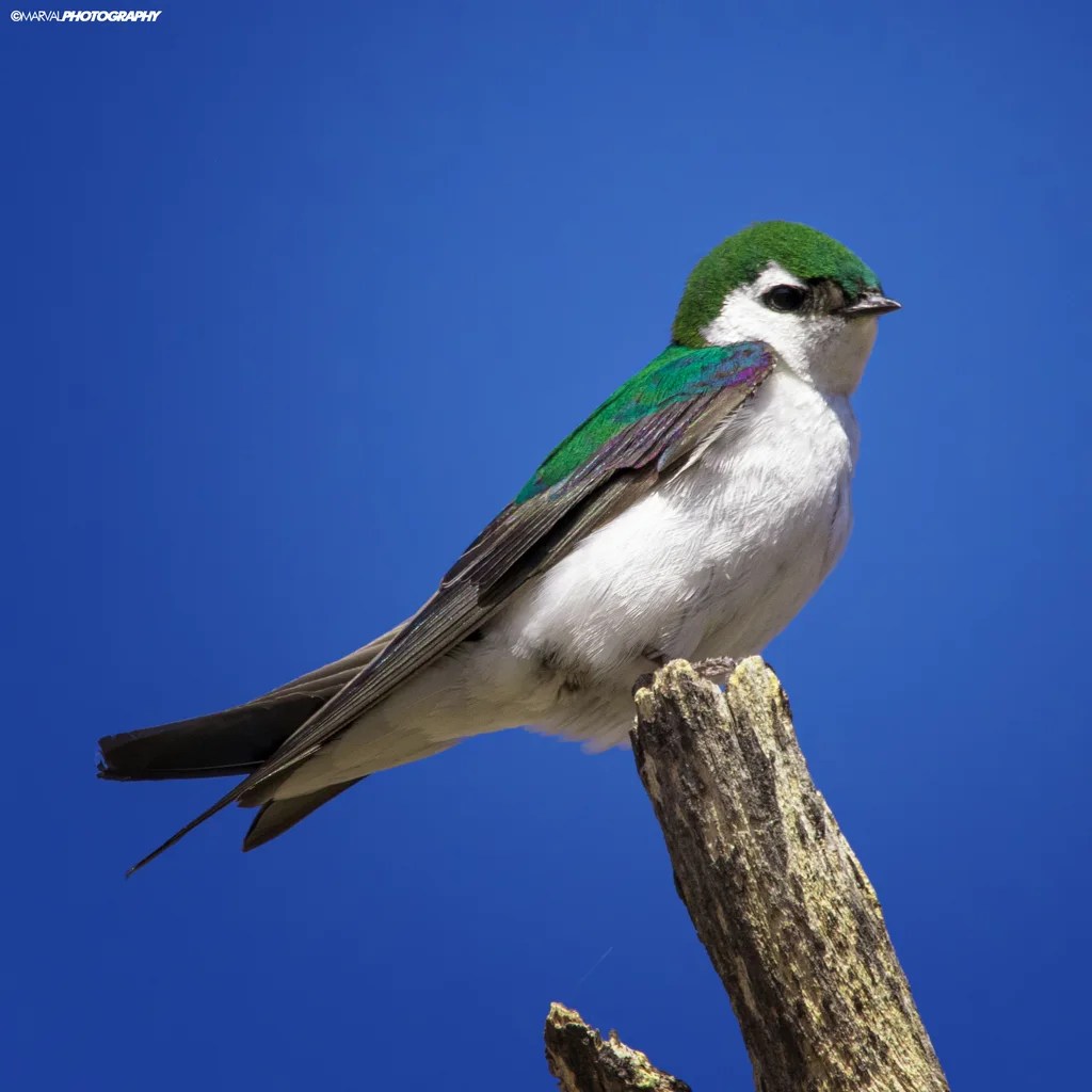 紫绿树燕(Tachycineta thalassina)