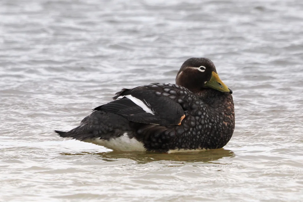 短翅船鸭(Tachyeres brachypterus)
