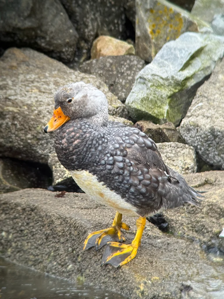 短翅船鸭(Tachyeres brachypterus)