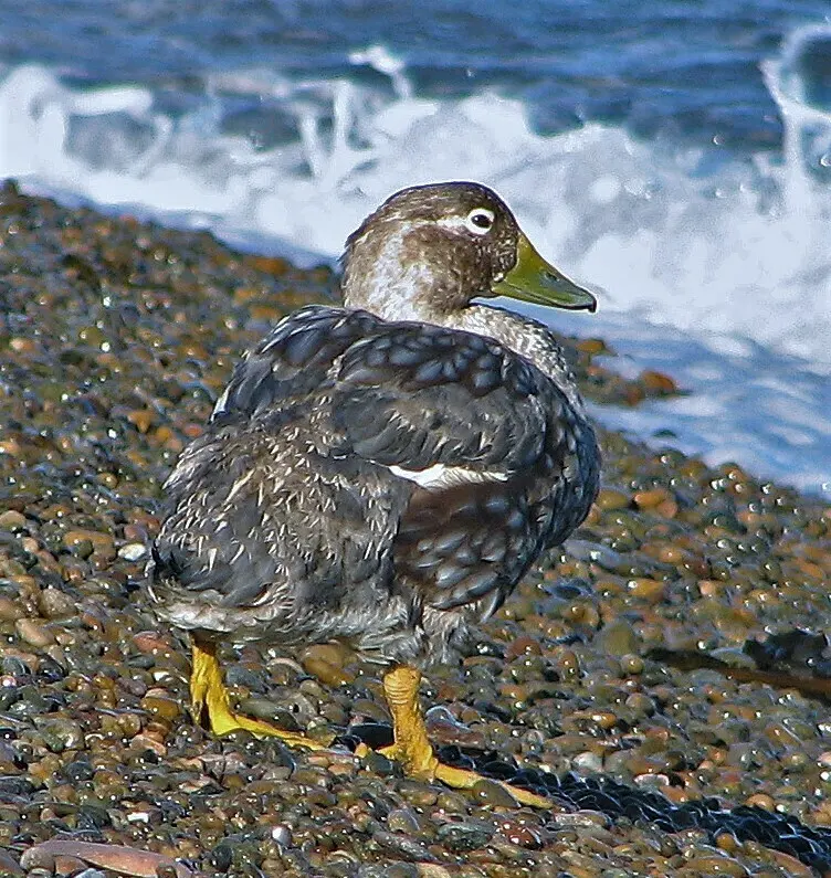 白头船鸭(Tachyeres leucocephalus)